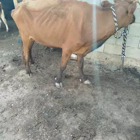 gysyr sygyr
