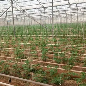 İŞGÄR OGLAN GYZ GELİN GEREK