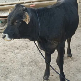 şwes öküz