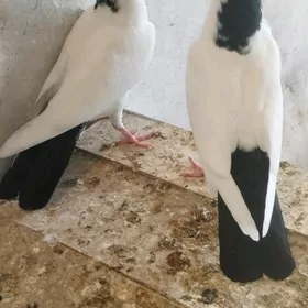 Kepderi