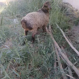 GISAR GOYUN VE GOÇ