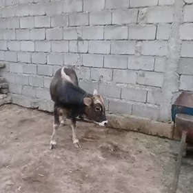 gole okuz