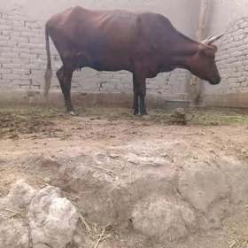 BAKYKY DURAN MAL KYSYR SYGYR