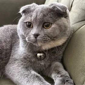 pişik кошка