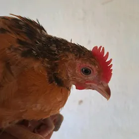 TÜRKMEN JÜJE