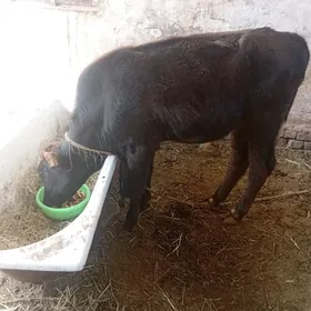 ŏkůz