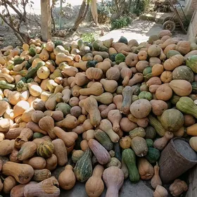 Kadi mal ucin