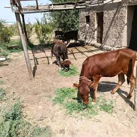 öküzçe