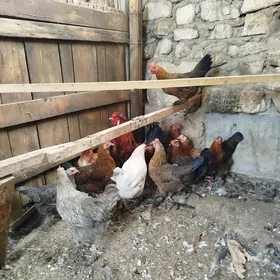 tawuk