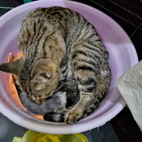 котята