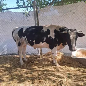 öküz