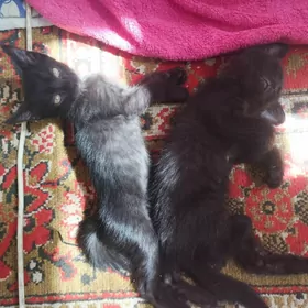 кошка