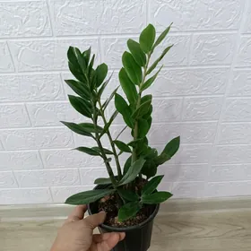 ЗАМИОКУЛЬКАС