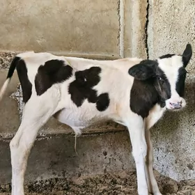 Galisdeyin okuz