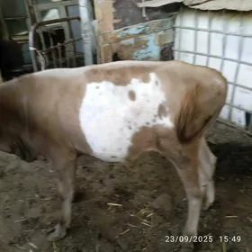 öküz