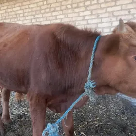 окуз ийип ичишине геп йок