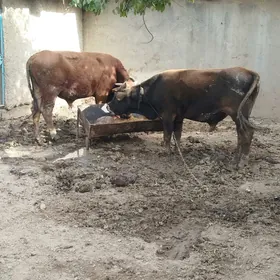 öküz