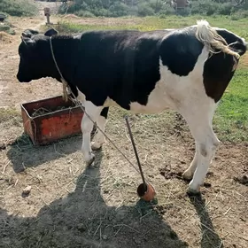 tüwe göle
