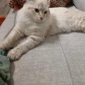 tohum pişik