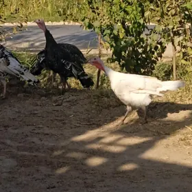 индуклар