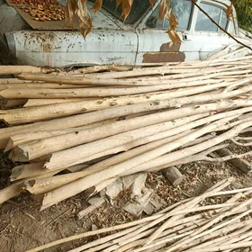 Agac hada gyssagly..