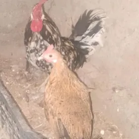 karlık kiraz mâki