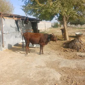 öküz