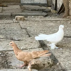 guş