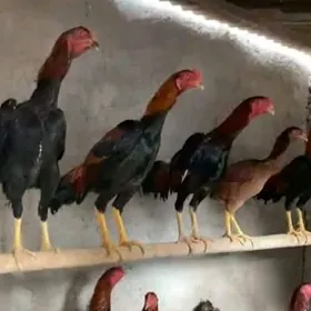 taşgent horoz tohum