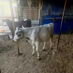 Öküz tüwe