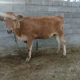 sygyr