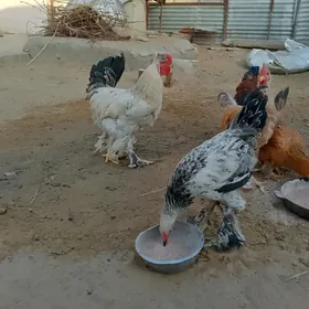 brama