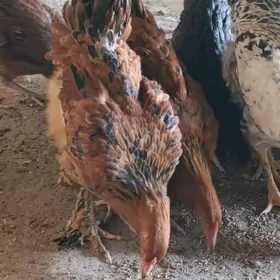 Brama Gegant towuklar