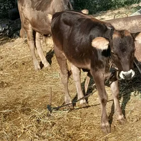 öküz tuwe