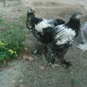 brama silver