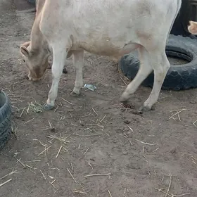 okuzce gole