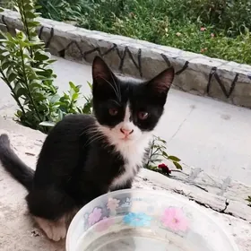 котята