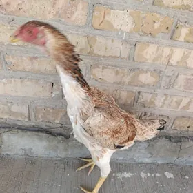 Baysowyy towuklar.