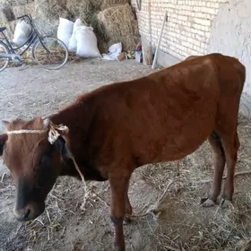 Öküzçe