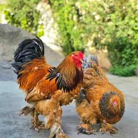brama palavi