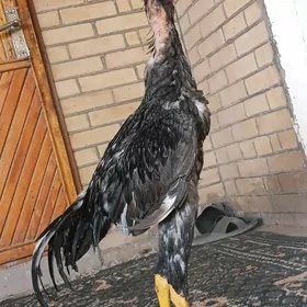 KÜL BABAÝ HORAZ