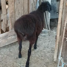 goç