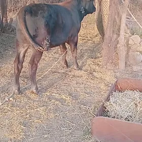 Öküz