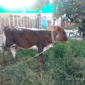 Туве.4.айлык
