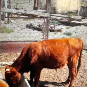 okuzce gacar