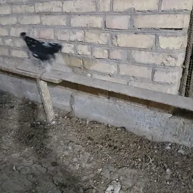 Karlik 5 aylyk indi tohuma gir