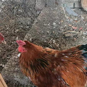 brama horoz