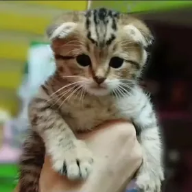 Котята