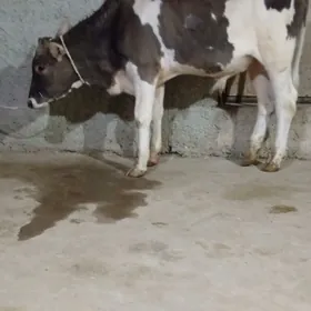 Öküz
