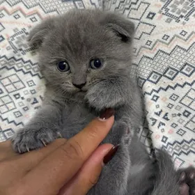 вислоухие котята